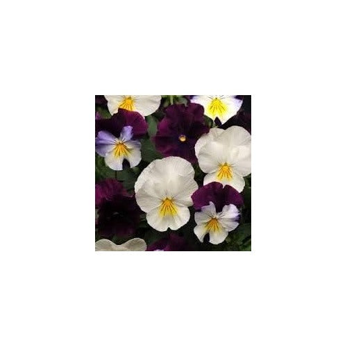 Heirloom Non-GMO Cream Purple Pansy Flower Seeds [neera-v5-7264d4a68062717f0db0]