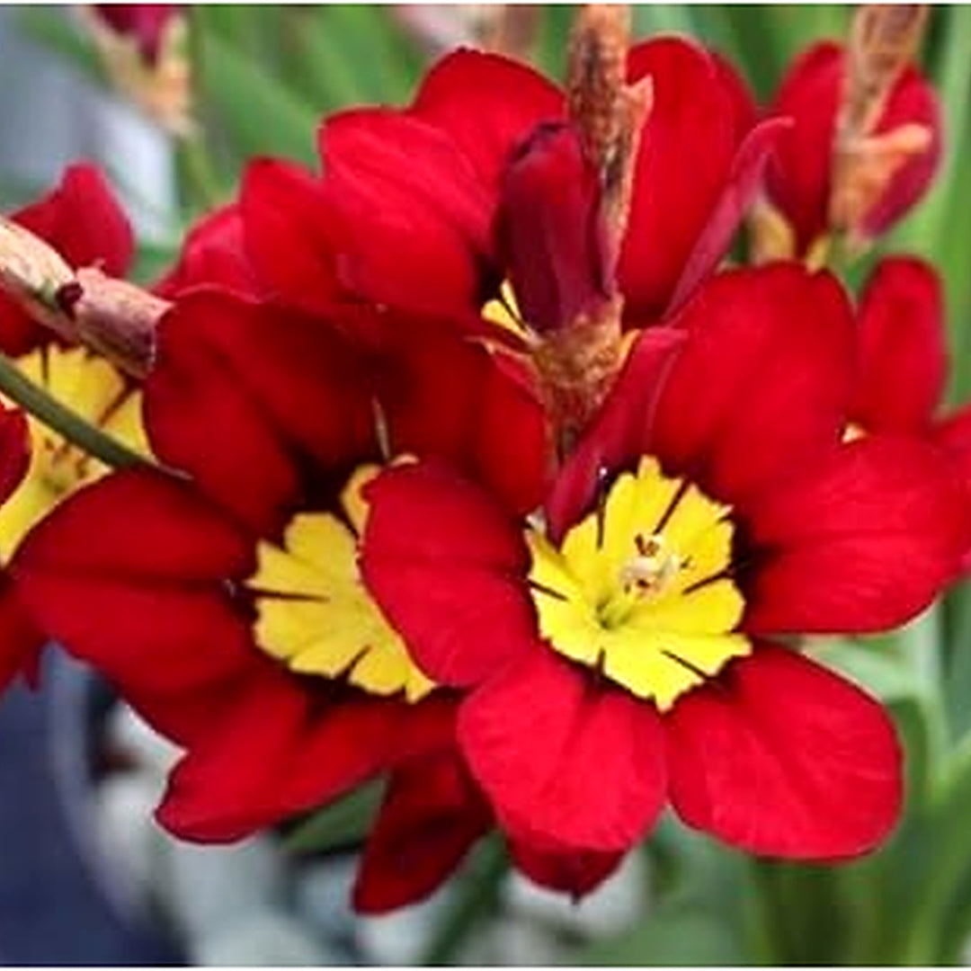 Heirloom Non-GMO Red Yellow Sparaxis Flower Seeds [neera-v5-7264dda0d5907796976f]