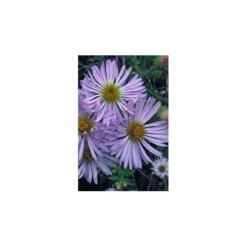 Heirloom Climbing Aster Flower Seeds for Planting [neera-v5-7265daa21e9da5426411]