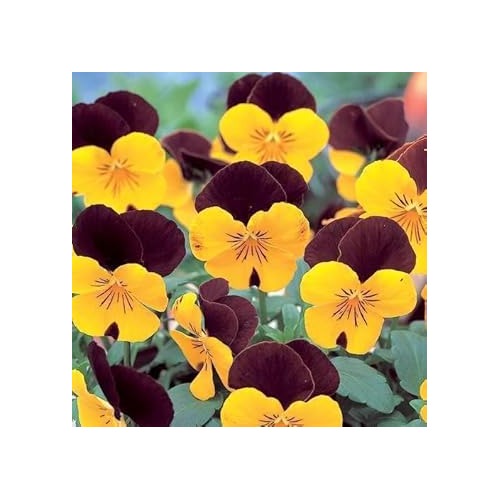 Brown Yellow Pansy Flower Seeds for Planting [neera-v5-7271b1b4bddd4d33af79]