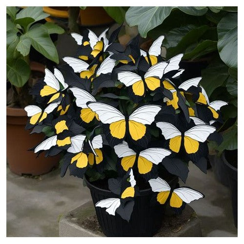 Moonlight Butterfly Begonia Flower Seeds Yellow-White-Black Heirloom Non-GMO High Germination Seeds for Planting [neera-v5-727ec5505e2dd9c9e883]