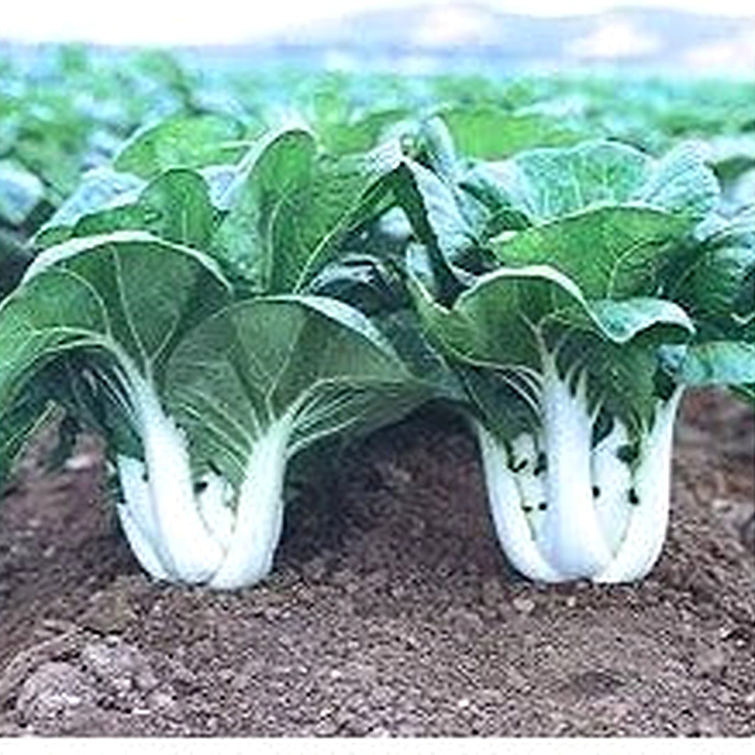 White Choi Bok Choy Seeds for Planting [neera-v5-7285b04e64643c5e1803]