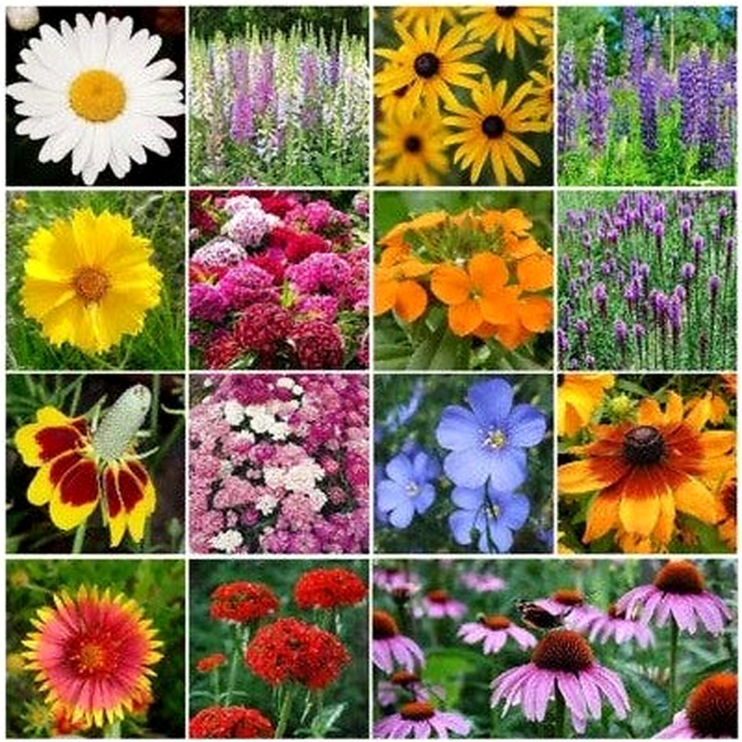 Wildflower Mix Planting All Perennial Attracts Bees Butterflies Hummingbirds Heirloom Non Gmo [neera-v5-728a04c7076701a9ac15]