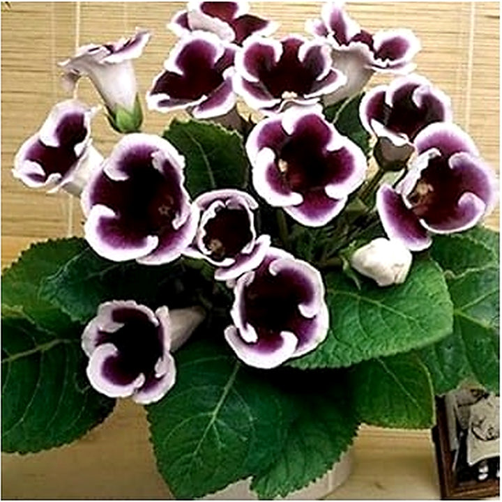 Gloxinia Purple White Seeds for Planting [neera-v5-728b8db7a7df919edb94]