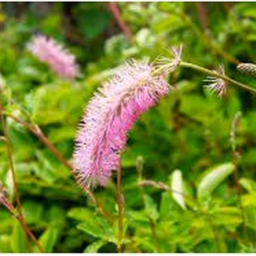 Heirloom Non-GMO Pink Alaskan Burnet Plant Seeds for Planting [neera-v5-729250bcf08cefd4c8ca]