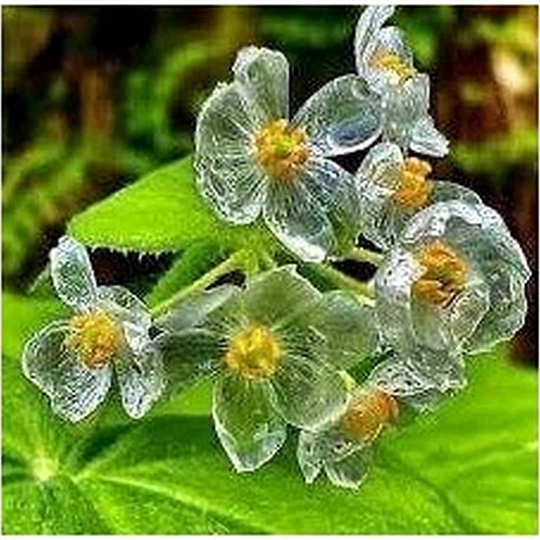 Skeleton Flower Seeds for Garden Planting [neera-v5-72928d867b9a06e3a01f]