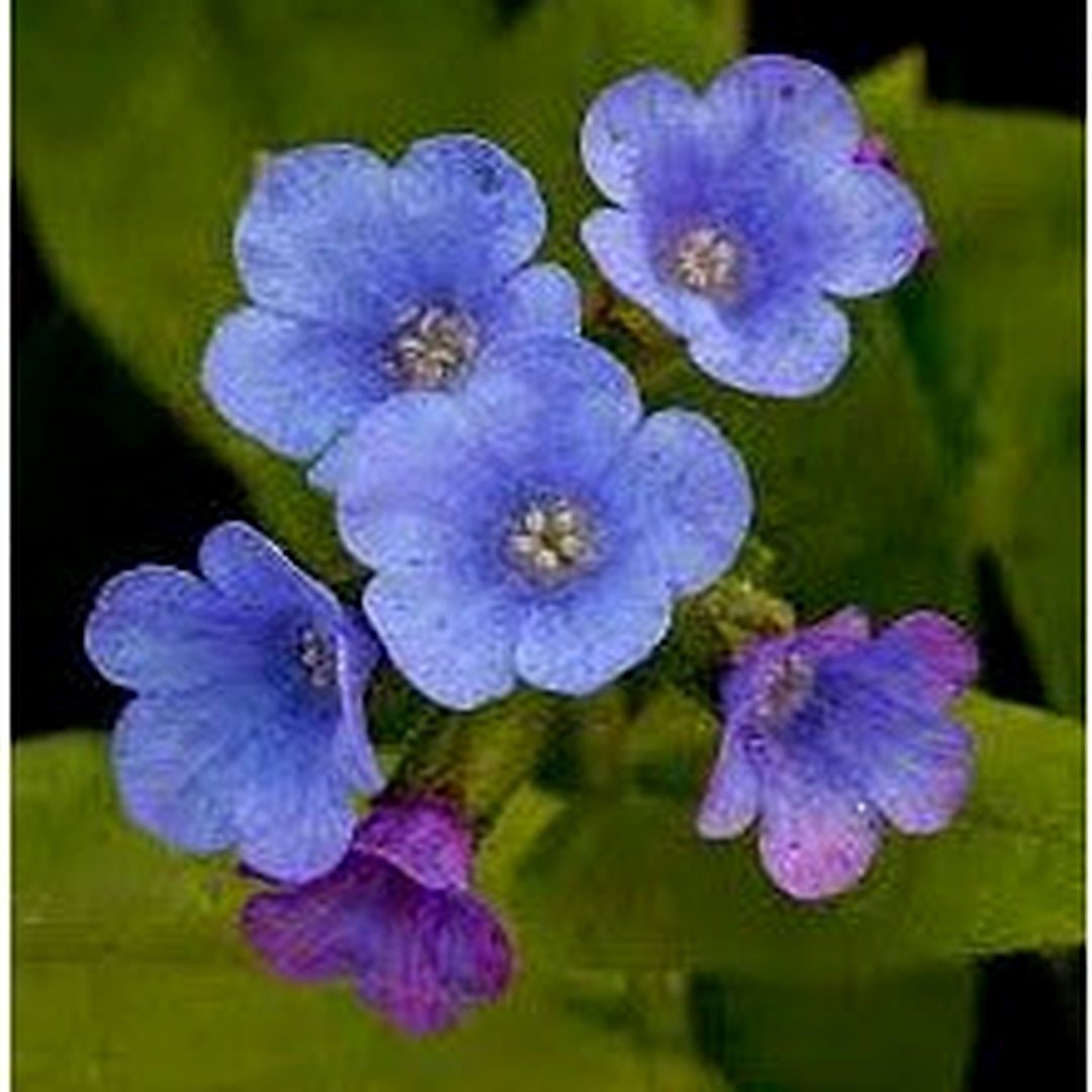 Blue Pulmonaria Lungwort Flower Seeds for Planting [neera-v5-729786b086c442dc71bb]