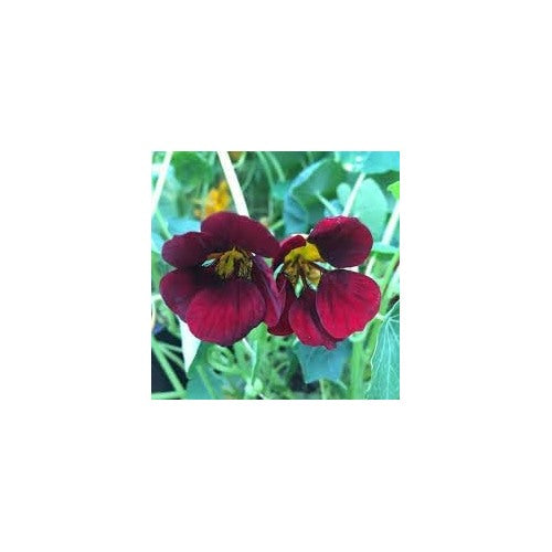 Nasturtium Flower Seeds for Planting [neera-v5-72a4107a7289254bc9bd]