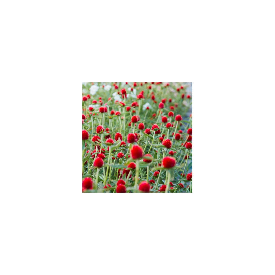 Heirloom Gomphrena Non Gmo Flower For Planting Flower Seeds for Home Garden Planting, Fragrant [neera-v5-72a9ee3a92b39c353f1e]