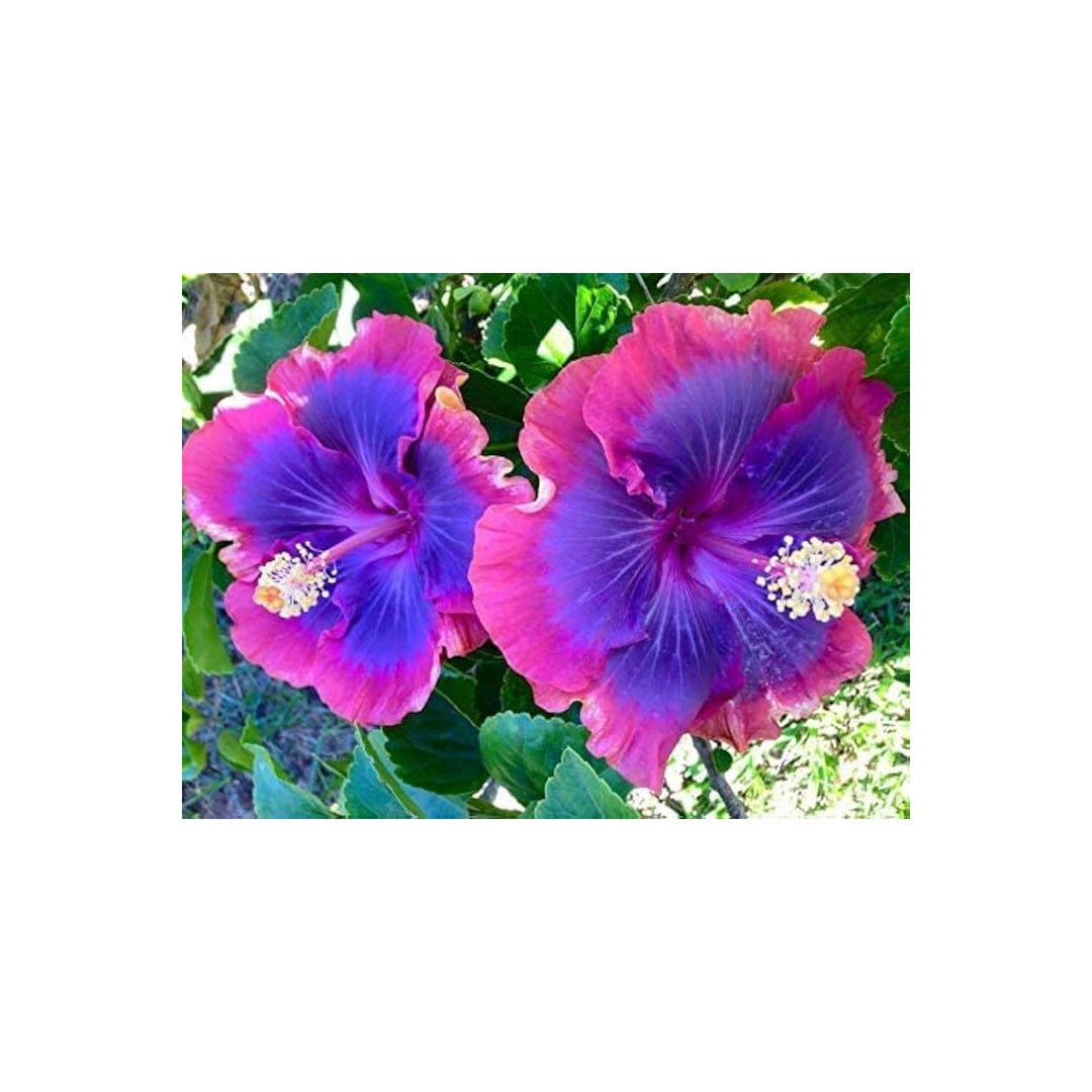 Pink Purple Hibiscus Hibiscus Rosa Sinensis Rare Flower For Planting Perfect For Ornamental [neera-v5-72aab1d8aa22f11b67fd]