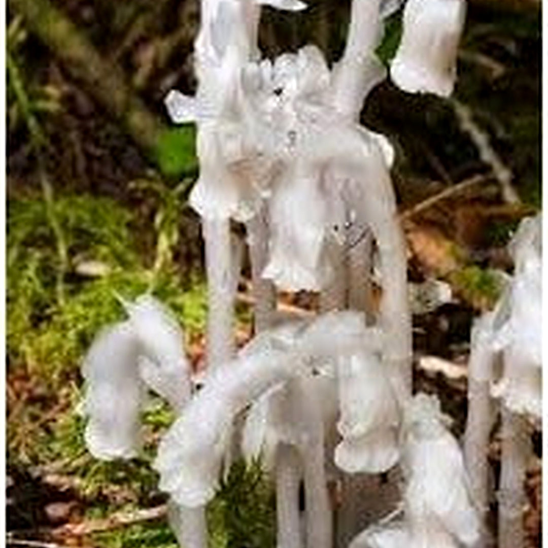 Monotropa Uniflora Indian Pipe Flower Seeds for Planting [neera-v5-72e405f29403fcada9ac]