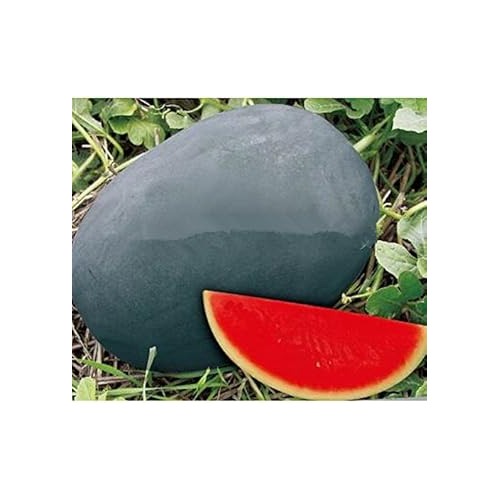 Red Watermelon Fruit Seeds for Planting [neera-v5-72ef4cb3d97edbe16299]