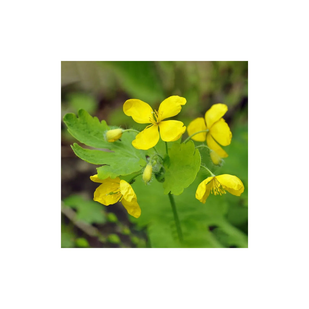 Heirloom Non Gmo Celidonia Flower Wild Medicinal And Shade Garden Planting Flower Seeds [neera-v5-72f022912c18303eb055]
