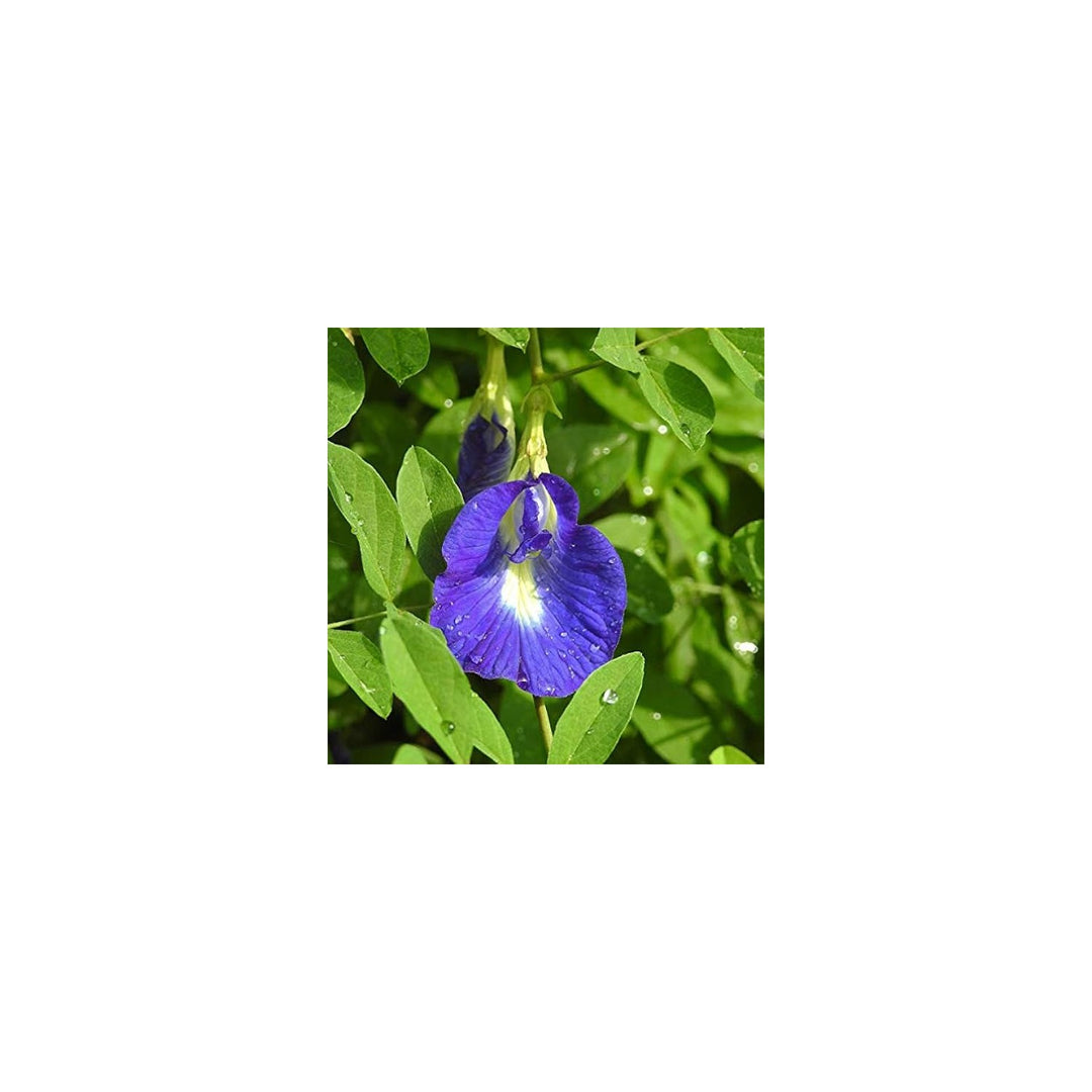 Heirloom Non Gmo Coral Pea Flower For Planting Vibrant Climbing Blooming Flower Seeds for Home [neera-v5-72f61f353e443b8c0d75]