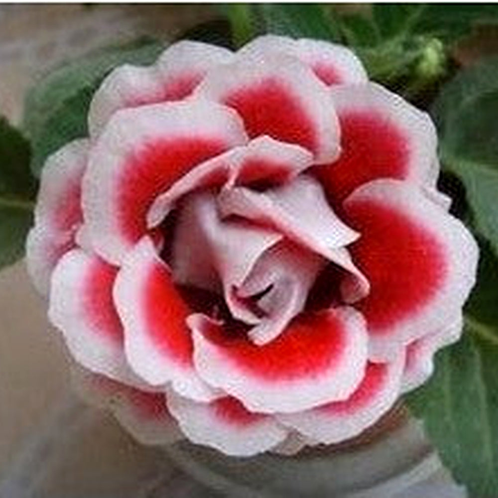 Heirloom Red & White Gloxinia Flower Seeds for Planting | Non-GMO Organic Garden Seeds | High Germination Indoor Blooms [neera-v5-72f64aad0696b4bd63ea]