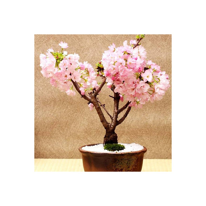 Blue Pink Red White Cherry Blossom Prunus Serrulata Mix Flower For Planting Includes For Garden [neera-v5-730b2032c9e6950929b9]