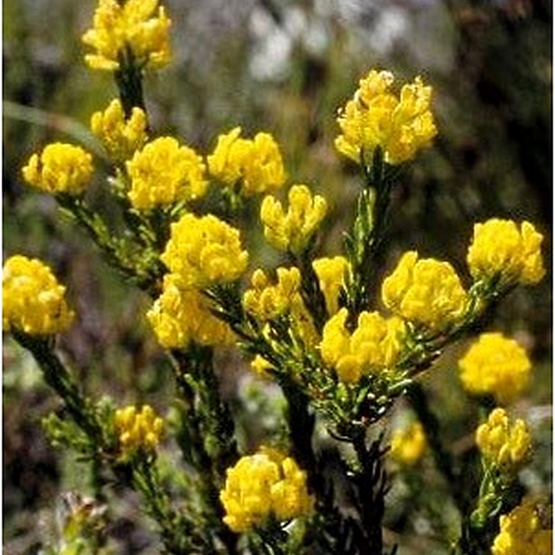 Aspalathus Flower Seeds for Planting [neera-v5-730e66589295b05a2f70]
