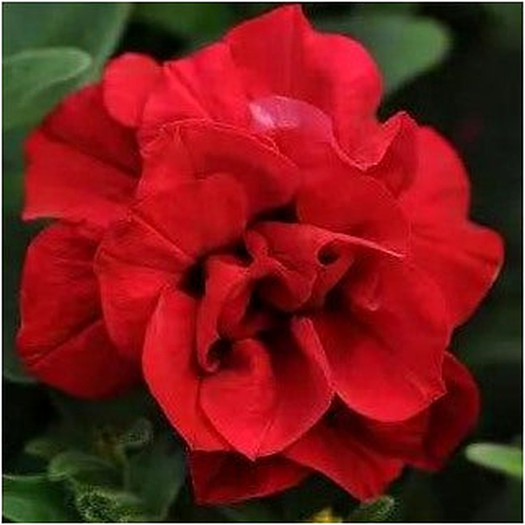 Red Double Wave Petunia Flower For Planting Heirloom Non Gmo Vibrant Garden Blooms Flower Seeds for [neera-v5-73127c19b9633621d6dd]