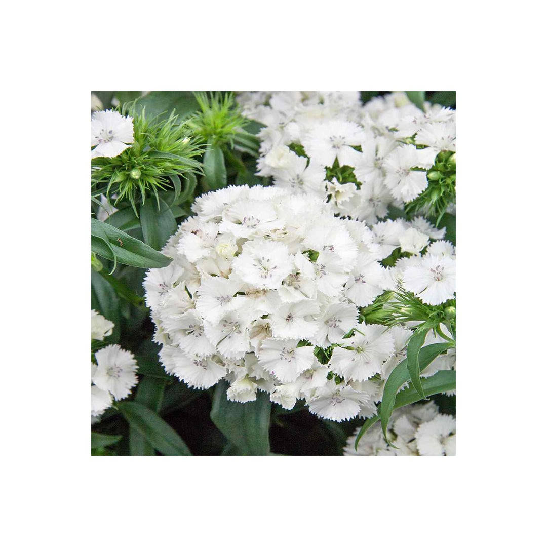 Dianthus Flower For Planting Flower Seeds for Home Garden Planting, Premium Organic Blooming [neera-v5-731d2fa92ef21304ec5d]