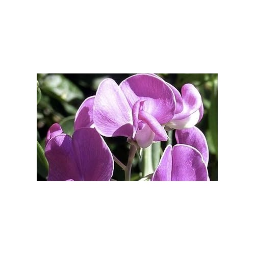 Heirloom Non-GMO Deep Blue Sweet Pea Flower Seeds [neera-v5-731e15b5d5bfbcfd09b6]