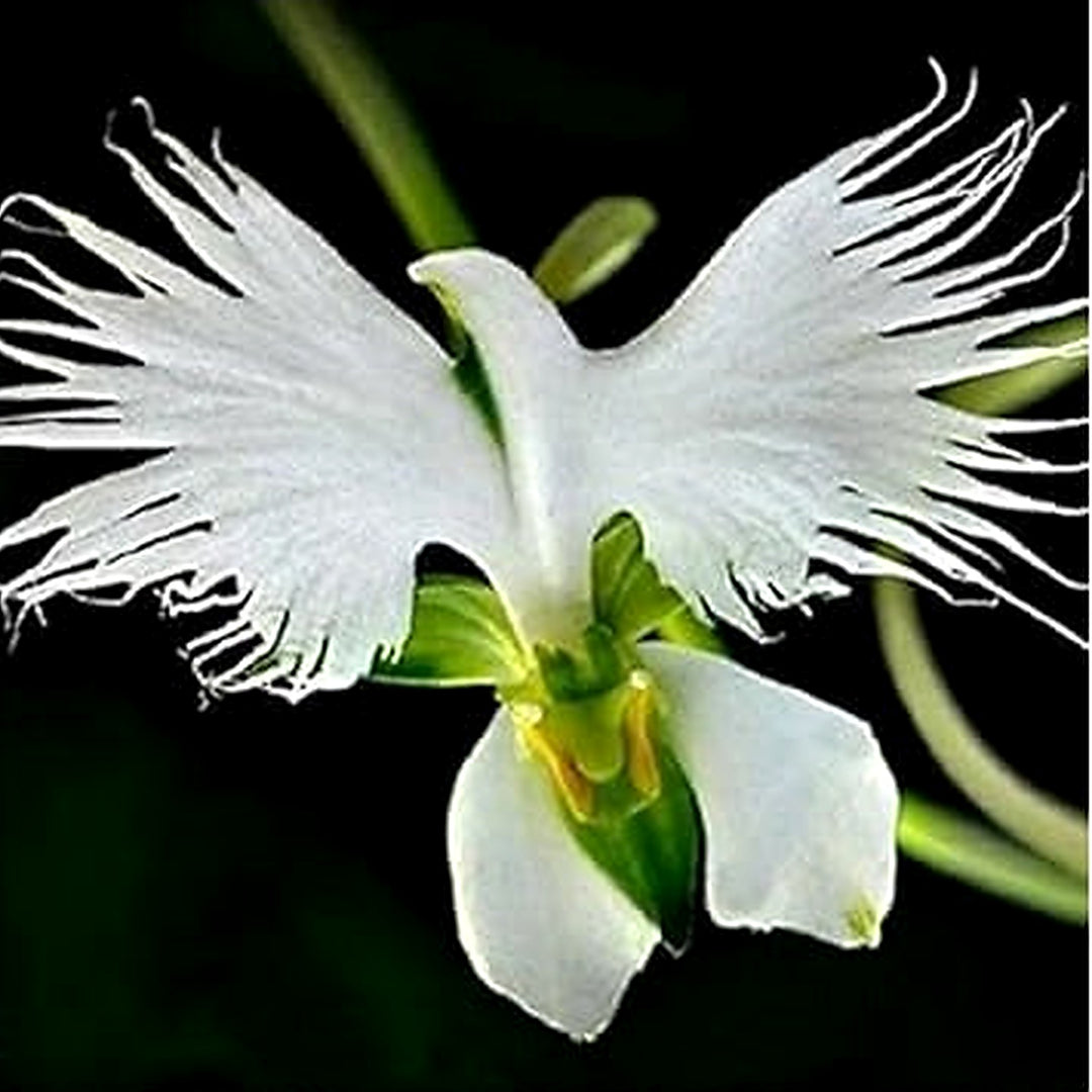 Radiata White Seeds for Planting [neera-v5-732152e51872f19d9241]
