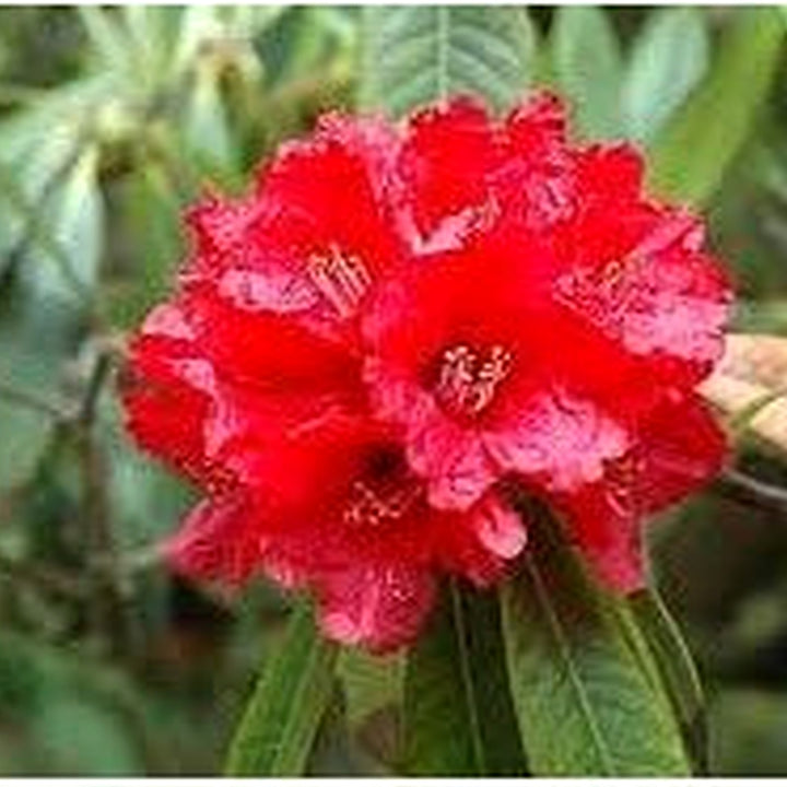 Heirloom Rhododendron Flower Seeds, Non-GMO Vibrant Blooms for Planting [neera-v5-7326d08cce8ff4dc4d30]