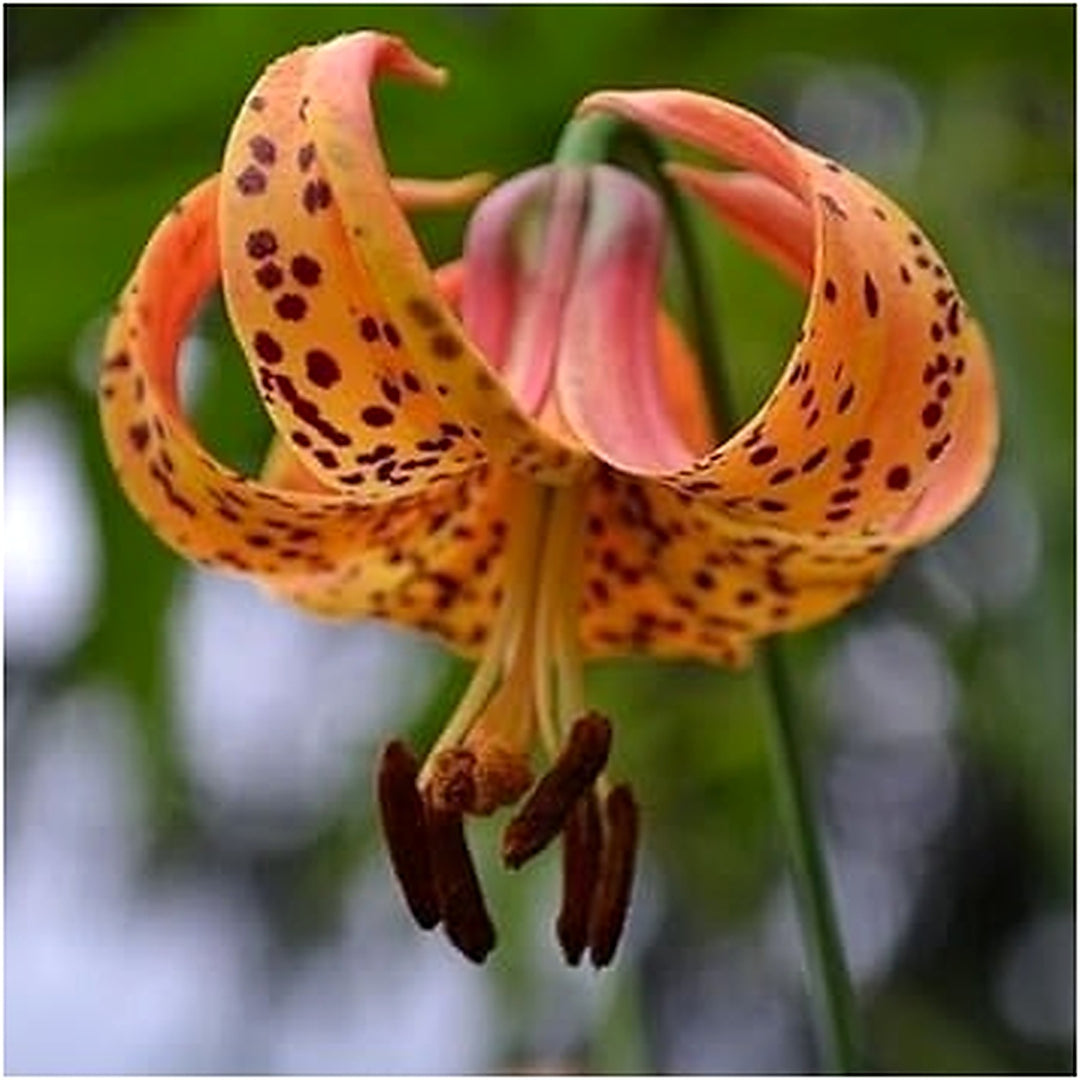 Heirloom Orange Lilium Flower Seeds for Planting [neera-v5-7328e86c71ad42aa9137]
