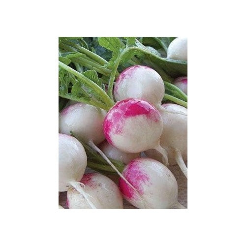 Red Mix Radish Seeds for Planting [neera-v5-734dbd3aba2549a8ff98]