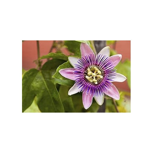 Heirloom Lavender Passion Flower Seeds for Planting [neera-v5-734ea1fe938cce182c0b]