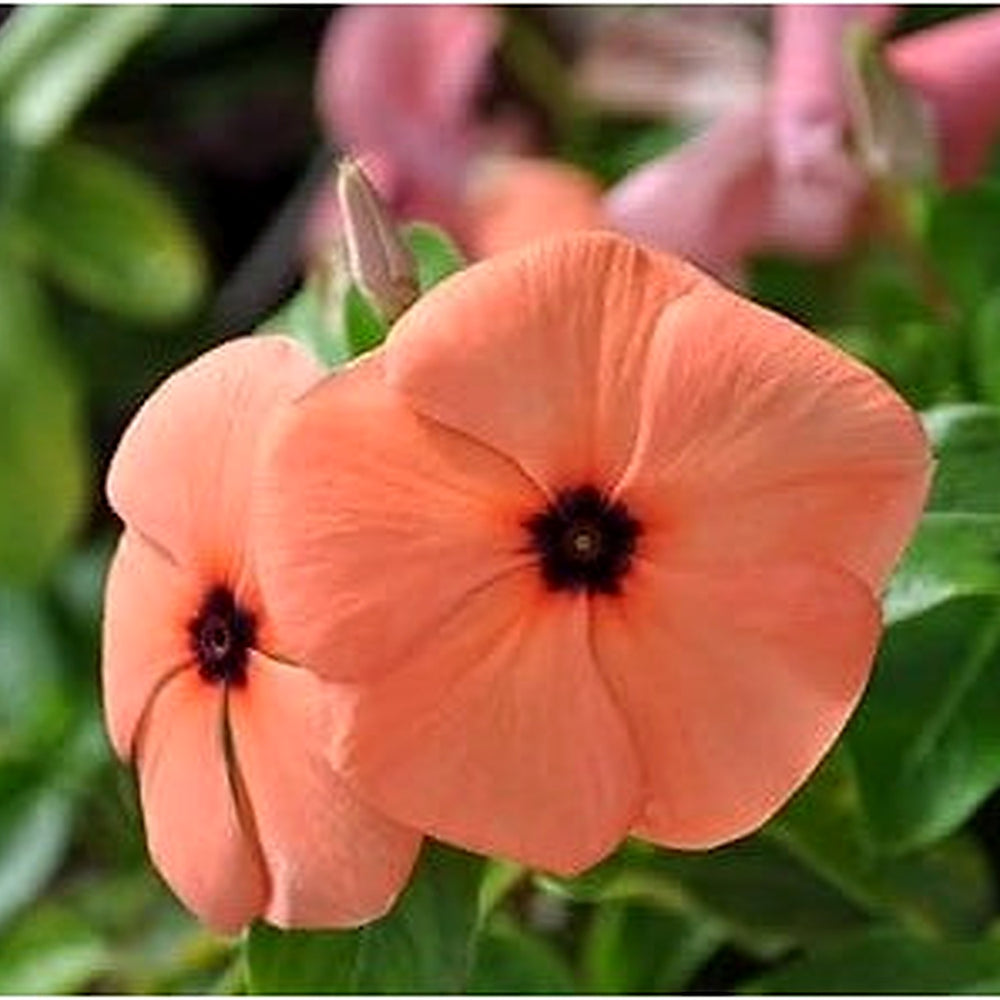 Heirloom Non-GMO Periwinkle Flower Seeds for Vibrant and Low-Maintenance Garden Planting [neera-v5-734ea73d07f95925ce77]
