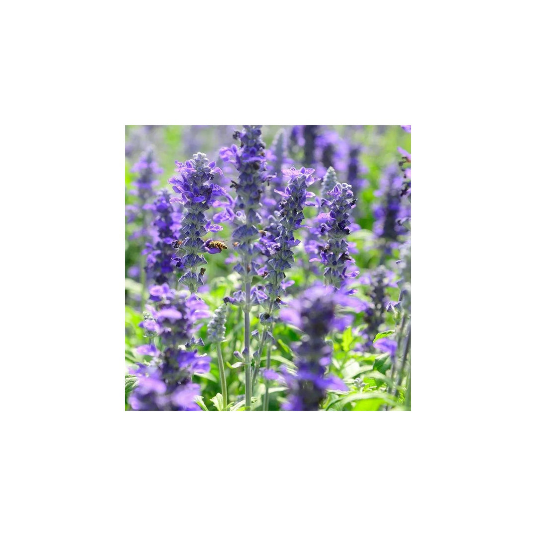Violet Salvia Meadow Sage Flower For Planting Non Gmo Flower Seeds for Home Garden Planting, Exotic [neera-v5-735e17800458ba3ae957]