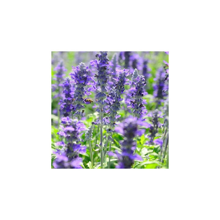 Violet Salvia Meadow Sage Flower For Planting Non Gmo Flower Seeds for Home Garden Planting, Exotic [neera-v5-735e17800458ba3ae957]
