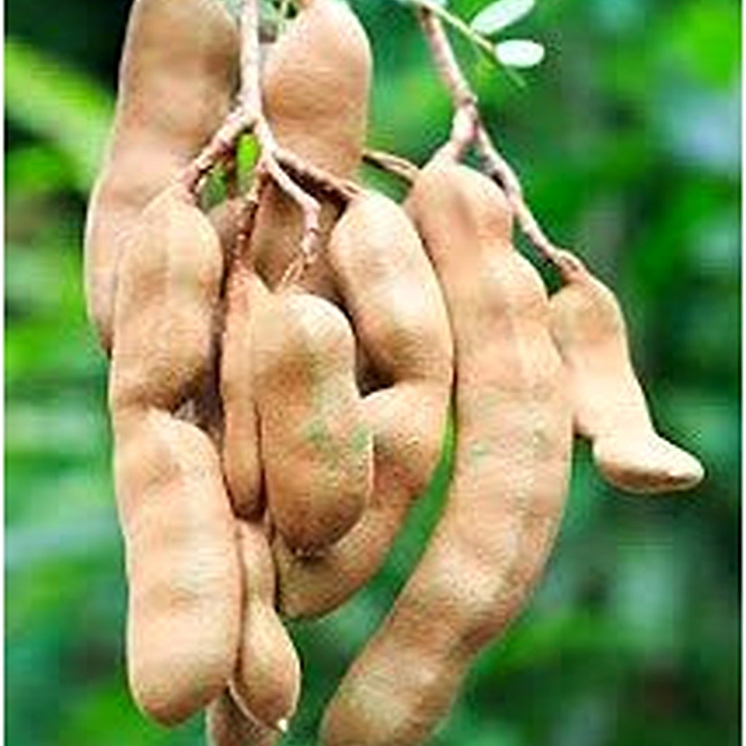 Tamarind Fruit Seeds for Planting [neera-v5-735ef0cfc0bb0e05b5a3]