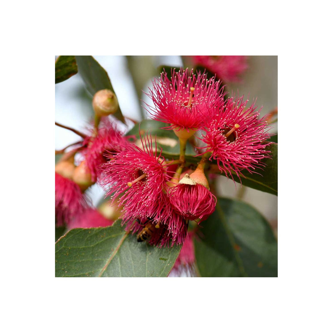 Pink Eucalyptus Sideroxylon Plant Elegant Tree For Gardens Heirloom Non Gmo For Planting Fresh Herb [neera-v5-7361ce915ef9cc42700b]