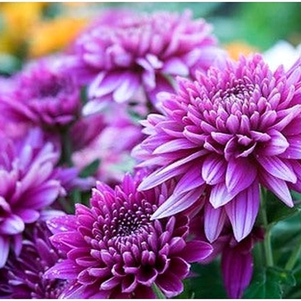 Organic Chrysanthemum Flower Seeds for Planting, Purple Shade [neera-v5-7367553f0c6b2640f0e3]