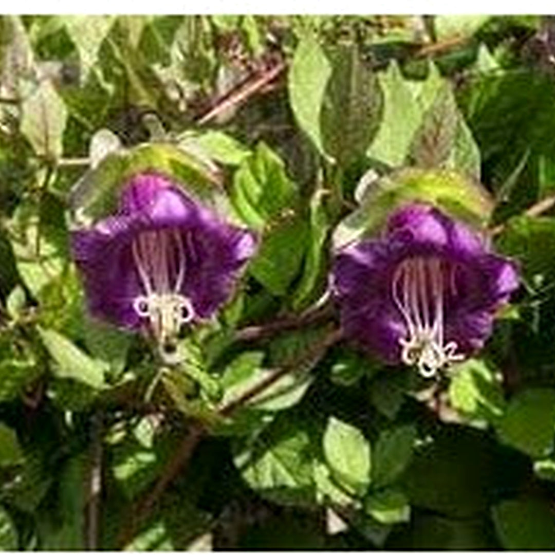 Heirloom Non-GMO Cobaea Scandens Flower Seeds for Planting [neera-v5-736a7775949428e3f033]