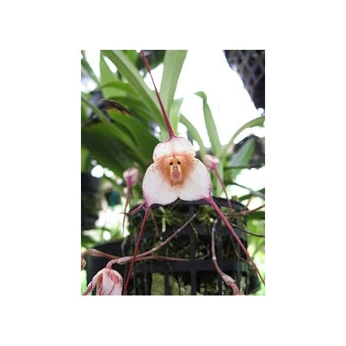 Heirloom Peach Monkey Face Orchid Seeds [neera-v5-736f52b85e8f27d7d585]