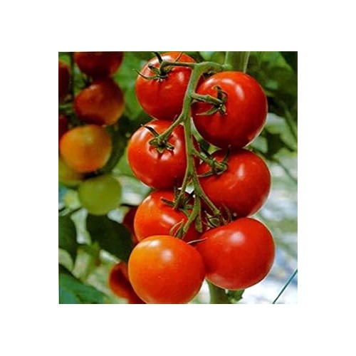 Red Tomato Seeds for Planting [neera-v5-7385366530df60464fbc]