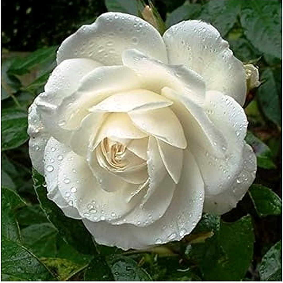 White Climbing Rose Seeds for Planting [neera-v5-7389ebe8569c2c380276]