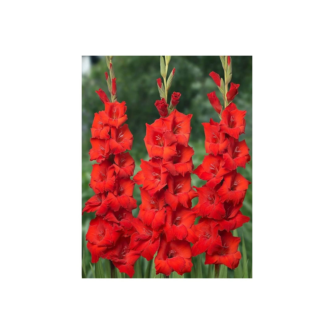 Red Gladiolus Flower For Planting Variety Flower Seeds for Home Garden Planting, Landscape Organic [neera-v5-738ff8e9ba2721ffb22a]