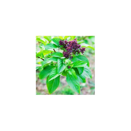 Cinnamon Basil Plant Seeds for Planting [neera-v5-73936f916be5bcece701]