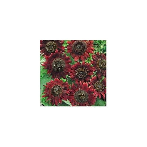 Maroon Sunflower For Planting Grow Deep Burgundy Blooms Non Gmo Easy Garden Flowers Flower Seeds [neera-v5-73a7c8c96783425e06ee]