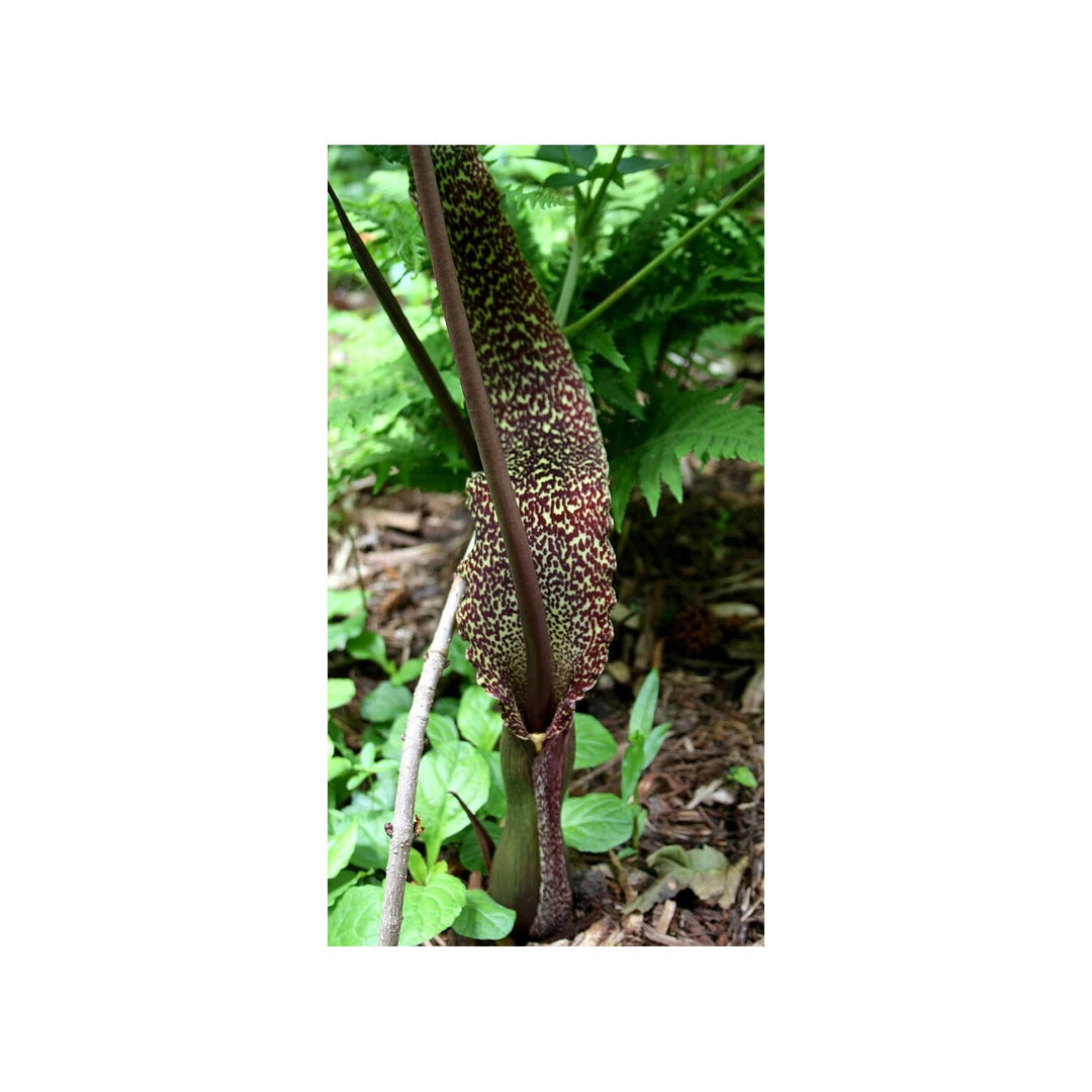 Sauromatum Plant For Planting Flower Seeds for Home Garden Planting, Landscape Organic Blooming [neera-v5-73ad42b86c1052f17bdf]