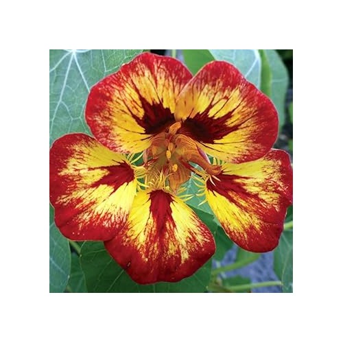Heirloom Red Yellow Nasturtium Flower Seeds for Planting [neera-v5-73b341be3d1405e29f43]