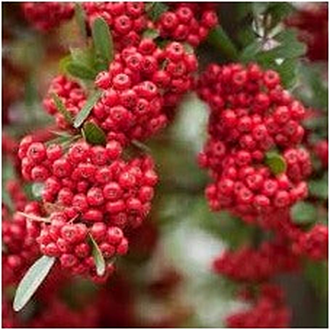 Scarlet Firethorn Fruit Seed Pack for Planting | Heirloom Non-GMO Seeds for Spicy, Tart Berries [neera-v5-73be9ffb5fc8cd57f1e1]