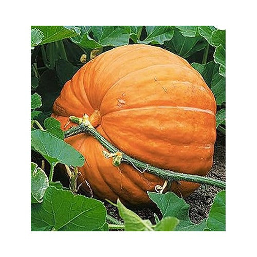 Wallace Whoppers Giant Pumpkin Seeds [neera-v5-73c2975a4d7fe0ed658c]