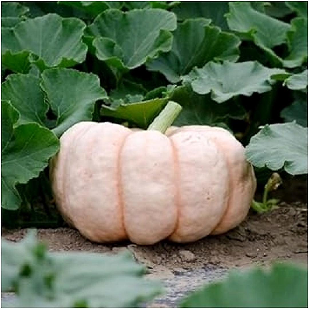 White Porcelain Seeds for Planting [neera-v5-73c6db9435fad7642d47]
