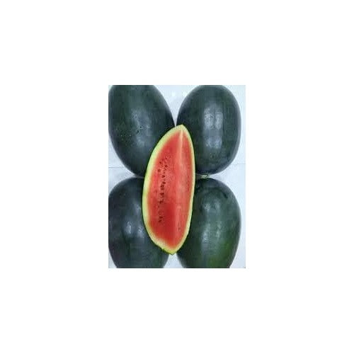 Densuke Watermelon Fruit Seeds for Planting [neera-v5-73cd2755436b1e5fa906]