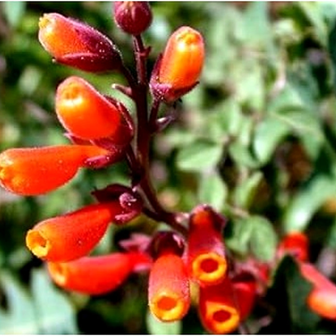 Eccremocarpus Scaber Flower Seeds [neera-v5-73d293f4b974d661cf10]