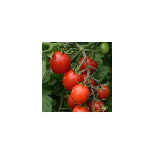 Mountain Magic Campari Tomato Seeds for Planting [neera-v5-73dd68d9df214d61b511]